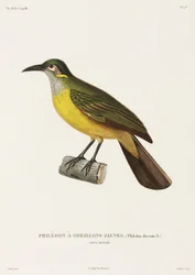 Gelbwangen-Philedon, Neuguinea