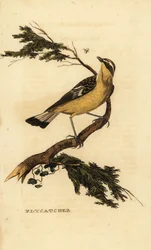 Gelbbauch-Fliegenschnäpper, Ficedula zanthopygia. 1815 (Gravur)