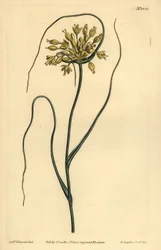 Gelber Knoblauch, Allium flavum