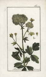 Gelber Wiesenrauten (Thalictrum flavum). Lithographie aus „Afbeelding der Artseny-Gewassen“ von Johannes Zorn (1739-1799), Niederlande