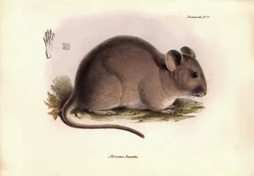 Zoologie: Die „Abrocoma Bennettii“ oder Bennett-Chinchilla, beschrieben von Charles Darwin während seiner Erkundungsreise an Bord der Beagle. Tafel aus „The Zoology of the voyage of H.M.S. Beagle under the command of Captain Fitzroy during the years 1832 t