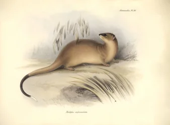 Zoologie: Der „Didelphis crassicaudata“ der Opossum-Familie, beschrieben von Charles Darwin während seiner Forschungsreise an Bord der Beagle. Tafel aus „The Zoology of the voyage of H.M.S. Beagle under the command of Captain Fitzroy during the years 1832 