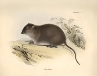 Zoologie: Der „Mus fuscipes“ oder Nager der australischen Küste beschrieben von Charles Darwin während seiner Forschungsreise an Bord der Beagle. Tafel aus „The Zoology of the voyage of H.M.S. Beagle under the command of Captain Fitzroy during the years 18