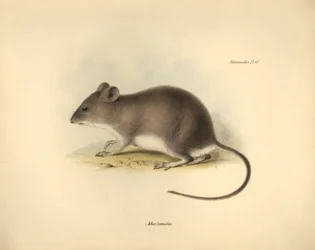 Zoologie: Der „Mus tumidus“ oder Sumpfratte beschrieben von Charles Darwin während seiner Forschungsreise an Bord der Beagle. Tafel aus „The Zoology of the voyage of H.M.S. Beagle under the command of Captain Fitzroy during the years 1832 to 1836 edited an