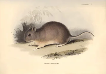 Zoologie: Der „Reithrodon Cuniculoides“ oder Nager beschrieben von Charles Darwin während seiner Erkundungsreise an Bord der Beagle. Tafel aus „The Zoology of the voyage of H.M.S. Beagle under the command of Captain Fitzroy during the years 1832 to 1836“