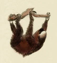 Zoologie: Faultier (Bradypus tridactylus)