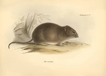 Zoologie: die „Mus micropus“ oder Großohrmaus, beschrieben von Charles Darwin während seiner Erkundungsreise an Bord der Beagle. Tafel aus „The Zoology of the voyage of H.M.S. Beagle under the command of Captain Fitzroy during the years 1832 to 1836“