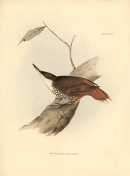 Ornithologie: „Dendrodamus leucosternus“ Vogel aus Südamerika beobachtet und beschrieben von Charles Darwin (1809-1882). Tafel aus „The zoology of the voyage of H.M.S. Beagle. Flight. III, Birds described by John Gould, with notice of their habits by Charl