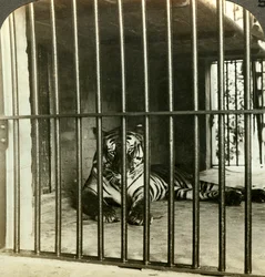 Gefangener menschenfressender Tiger, verantwortlich für 200 Todesfälle, Kalkutta, Indien, ca. 1903