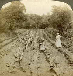 Kinder bei der Arbeit in einem Gemüsegarten, Heim der Heilsarmee, Spring Valley, New York, USA