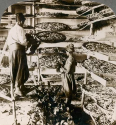 Seidenraupen werden mit Maulbeerblättern gefüttert, Libanongebirge, Syrien, 1900er Jahre