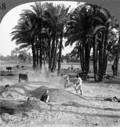Das Worfeln des Getreides nach dem Dreschen, Ägypten, 1905