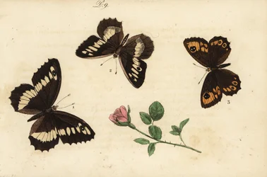 Weißer Waldportier, Brintesia circe 1, Einsiedler, Chazara briseis 2, und Mauerfuchs, Lasiommata maera 3