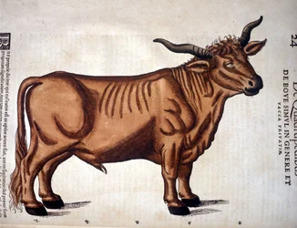 Ein Rind aus der Historia Animalium von Conrad Gesner, Tiguri 1560. Biblioteca Nazionale Braidense. Mailand