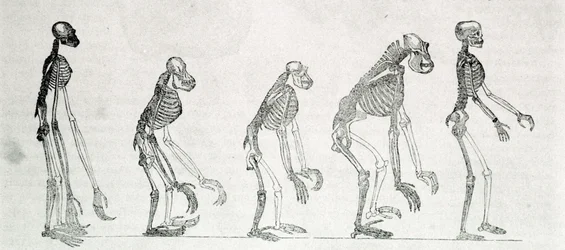 Vergleichende Studie der Skelette von Mensch und Affen: Gibbon, Orang-Utan, Schimpanse und Gorilla