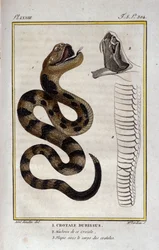 Eine Klapperschlange. Tafel aus einem Naturgeschichtswerk von Georges Louis Leclerc, Graf von Buffon (1707 - 1788). 19. Jahrhundert