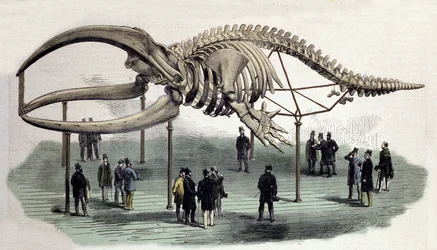 Ein Walskelett am Royal College of Surgeons in London. Gravur des 19. Jahrhunderts
