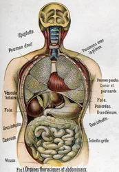 Anatomie: Brust- und Bauchorgane. (Darm, Leber, Bauchspeicheldrüse, Lunge usw.) in La nouvelle medication naturelle von F.E. Bilz. 1898.