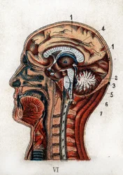 Anatomie: Querschnitt des menschlichen Schädels, Abschnitt des Gehirns und des Rückenmarks. Die Tafel zeigt das Gehirn, das Kleinhirn (mit dem Lebensbaum), das verlängerte Mark, das das Rückenmark bildet. „Die neue natürliche Medikation“ von F.E. Bilz. 189