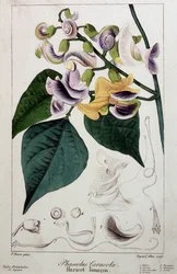 Bohnen-Schnecke (Phaseolus caracola), botanische Tafel