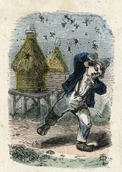Bienen greifen ein Kind in der Nähe ihres Bienenstocks an. Illustration des 19. Jahrhunderts. Bianchetti Sammlung