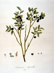Heidelbeeren: Botanische Tafel des 19. Jahrhunderts