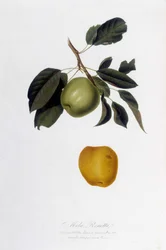 Botanische Tafel: Apfel Reinette (Mela Renetta)