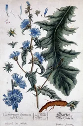 Botanische Tafel: Cichorium factivum velseris (Gartenzichorie).