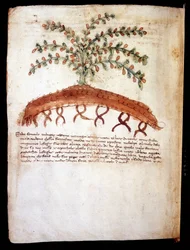Botanische Tafel darstellend das Gras „feniculo maggiore“. Biblioteca comunale di Rimini.