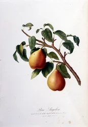 Botanische Tafel, die die Pera Angelica darstellt. 1820 - 1822