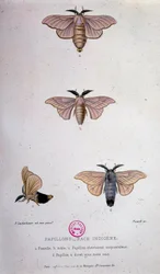 Schmetterlinge: Seidenraupenkrankheit - Studie von Pasteur