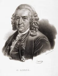 Carl von Linné schwedischer Naturforscher und Schriftsteller (1707 - 1778)