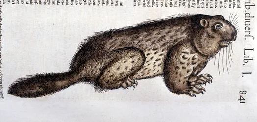 Biber - in „Historia Animalium“ von Conrad Gesner (1516 - 1565), Tiguri
