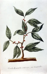 Zimt. 19. Jahrhundert Herbarium