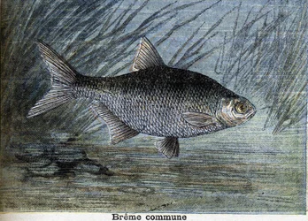 Gemeine Breme. Gravur von 1897