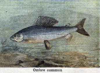 Gemeinsamer Schatten Gravur von 1898