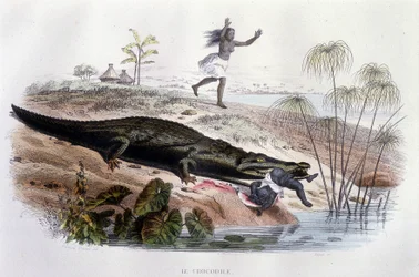 Krokodil verschlingt ein kleines Kind - in „Histoire Naturelle“ von Lacépède, ed. Furne, Paris