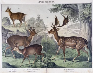 Diche, Reh - in „Natural histories of mammals“, ed. Schreiber