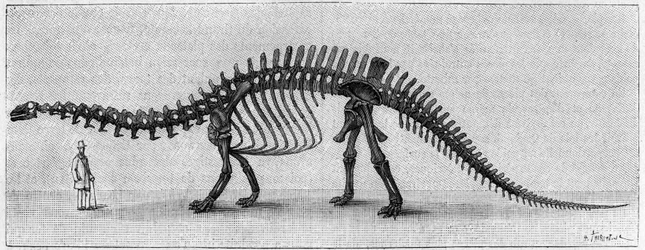 Dinosaurierskelett: „Brontosaurus excelsus“, März. Oberer Jura der Rocky Mountains. Reproduktion der Zeichnung, die von Herrn March an Albert Gaudry vom Institut übermittelt wurde. Gravur in „La Nature: revue des sciences et de leurs applications aux