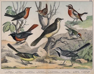Verschiedene Illustrationen von Vögeln "Geschichte" natürliche Vögel". ed. Hoepli, Mailand