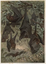 Ägyptische Flughund oder Ägyptische Rousette (Rousettus aegyptiacus) - Gravur aus „Brehms Tierleben“ von Alfred Edmund Brehm (1829-1884)