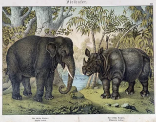 Elefant und Nashorn - in „Natural histories of mammals“, ed. Schreiber, München