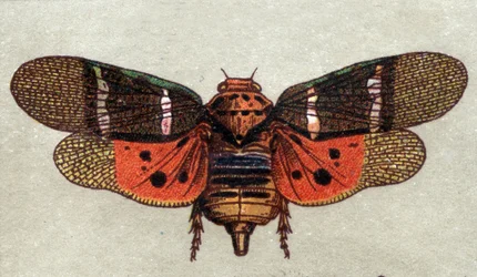 Entomologie: Darstellung einer Zikade mit neun Flecken, Insektenserie, Anfang des 20. Jahrhunderts