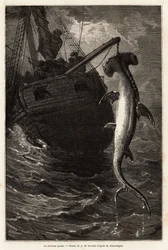 Fischen eines Hammerhais, 7 Meter lang, in den Gewässern nahe der Insel Anastasia. Gravur zur Illustration der Geschichte vier Monate in Florida, von Achille Pousselgue, 1851-1852, veröffentlicht in „Le tour du monde“ 1870-1871, herausgegeben von Edouard C