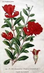 Gartenpflanzen: Granatapfelblüten