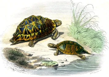 Geometrische Schildkröte (Testudo geometrica) und Gelbe Schildkröte