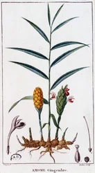 Ingwer (Amome)