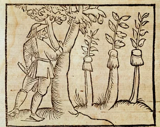 Bäume veredeln, Illustration aus De Agricoltura Vulgare, von Pier Crescenzio, Ausgabe veröffentlicht in Venedig