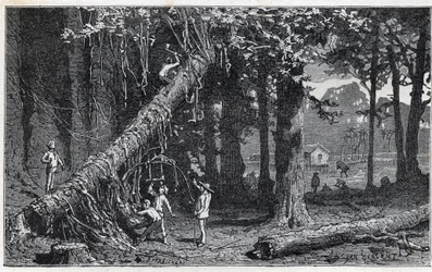 Ernte von Chinarinde - Quinquina (Cinchona officinalis)