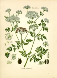 Schierling (Farblithografie)